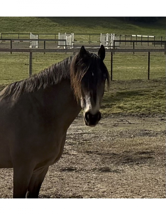 HorseID: 2310391 Ringo Star - PhotoID: 1095257