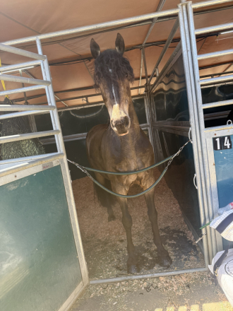 HorseID: 2310391 Ringo Star - PhotoID: 1095259