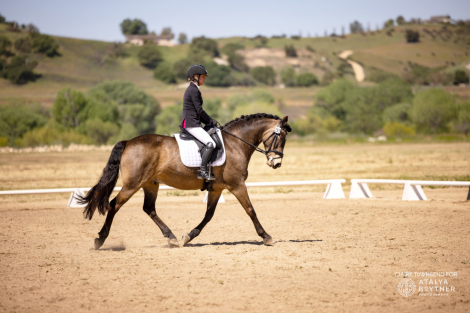 HorseID: 2310391 Ringo Star - PhotoID: 1095255