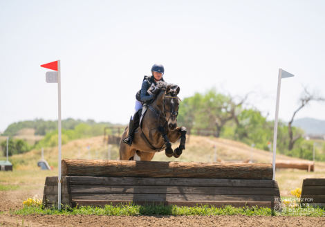 HorseID: 2310391 Ringo Star - PhotoID: 1095257