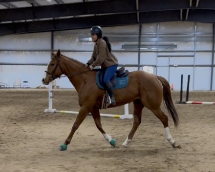 HorseID: 2310409 Fly Free - PhotoID: 1095910