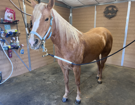 HorseID: 2310490 Maid of Sparkle - PhotoID: 1095139