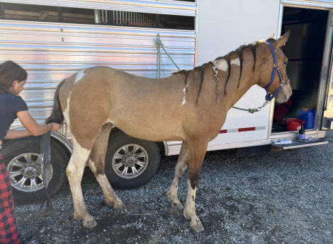 HorseID: 2310615 SRS Beth Dutton - PhotoID: 1095926