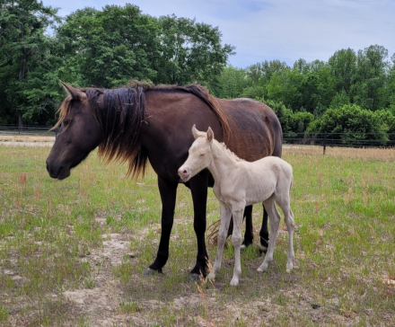HorseID: 2310647 HH Glory Song - PhotoID: 1095287