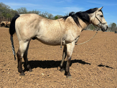 HorseID: 2310696 Bangs - PhotoID: 1095773