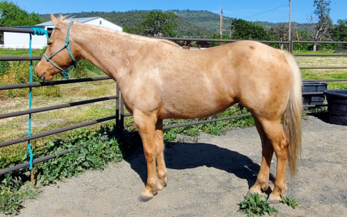 HorseID: 2310700 OAKLEYS GOLDWOOD - PhotoID: 1095371