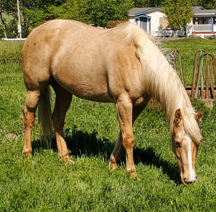 HorseID: 2310700 OAKLEYS GOLDWOOD - PhotoID: 1095372