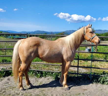 HorseID: 2310700 OAKLEYS GOLDWOOD - PhotoID: 1095373