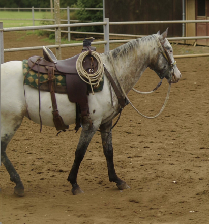 HorseID: 2310737 FVF Noden Paco - - PhotoID: 1096061