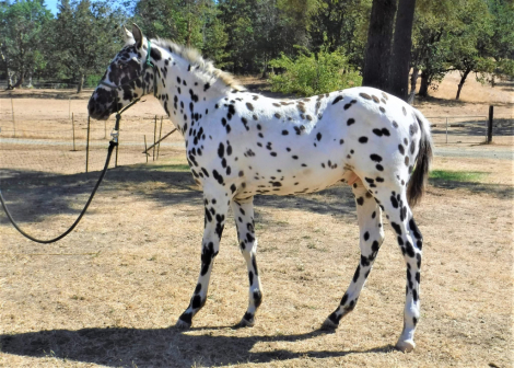 HorseID: 2310737 FVF Noden Paco - - PhotoID: 1096062