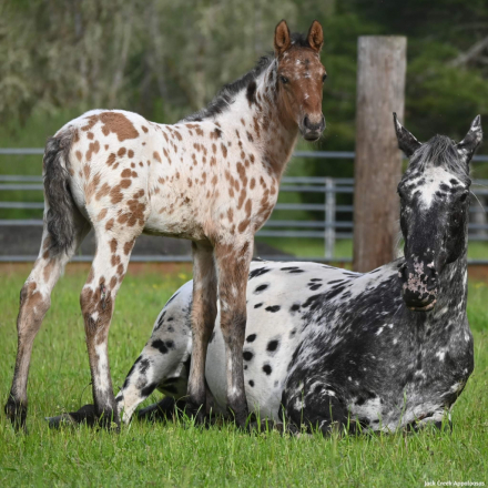 HorseID: 2310737 FVF Noden Paco - - PhotoID: 1096063