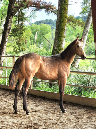 HorseID: 2310788 Ima Bold Ruler - PhotoID: 1095483