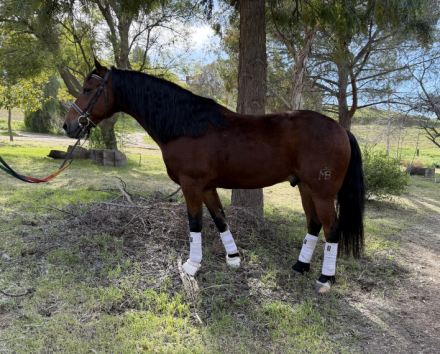 HorseID: 2310789 Penny - PhotoID: 1095487