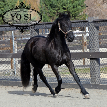 HorseID: 2310790 Yo Si - PhotoID: 1096429