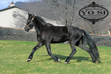 HorseID: 2310790 Yo Si - PhotoID: 1096430
