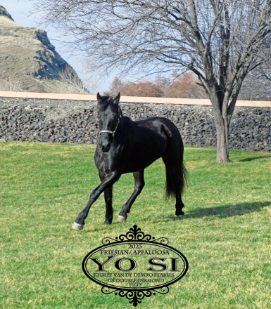 HorseID: 2310790 Yo Si - PhotoID: 1096431
