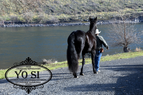 HorseID: 2310790 Yo Si - PhotoID: 1096432