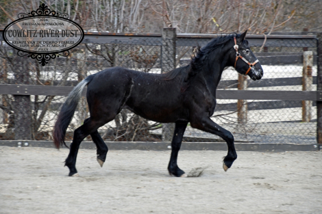 HorseID: 2310791 Cowlitz River Dust - PhotoID: 1096425