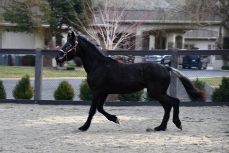 HorseID: 2310791 Cowlitz River Dust - PhotoID: 1096426