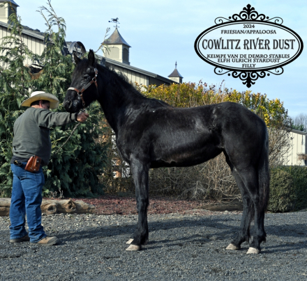 HorseID: 2310791 Cowlitz River Dust - PhotoID: 1096427