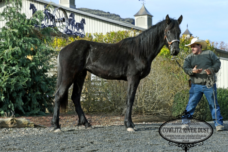 HorseID: 2310791 Cowlitz River Dust - PhotoID: 1096428