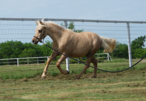 HorseID: 2310798 Ain't No Shamrock - PhotoID: 1095522
