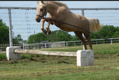 HorseID: 2310798 Ain't No Shamrock - PhotoID: 1095523