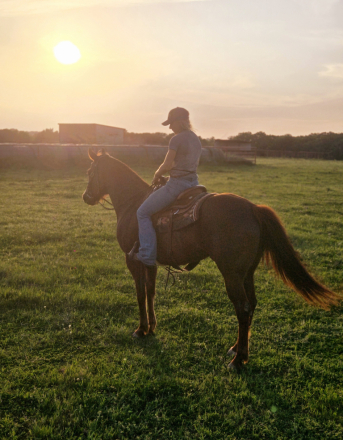 HorseID: 2310807 CB King Dynamo - PhotoID: 1095503