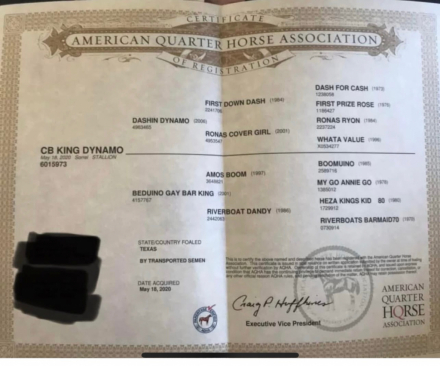 HorseID: 2310807 CB King Dynamo - PhotoID: 1096480