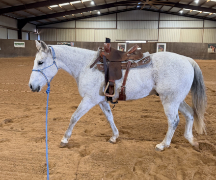 HorseID: 2310866 CIRCLE BAR STARLIGHT - PhotoID: 1095604