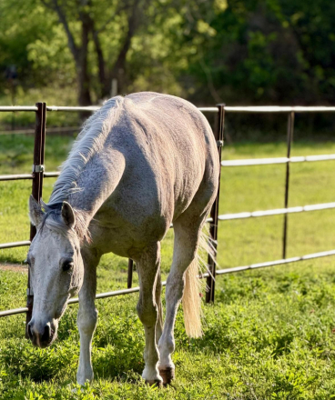 HorseID: 2310866 CIRCLE BAR STARLIGHT - PhotoID: 1095604
