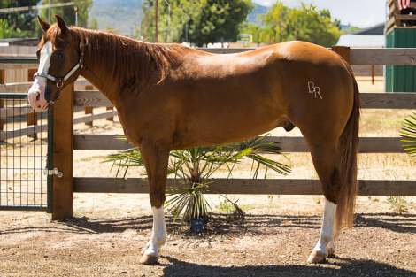 HorseID: 2310888 Higher Than You - PhotoID: 1095605