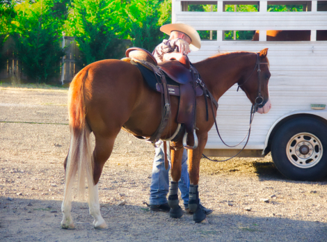 HorseID: 2310888 Higher Than You - PhotoID: 1095606