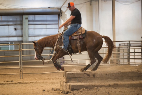 HorseID: 2310888 Higher Than You - PhotoID: 1095610