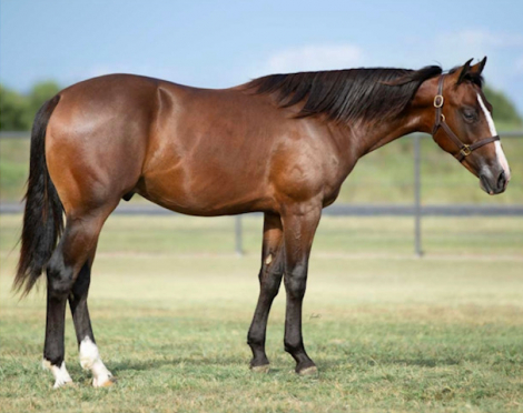 HorseID: 2310892 Smokin N DaBoys Room - PhotoID: 1095622