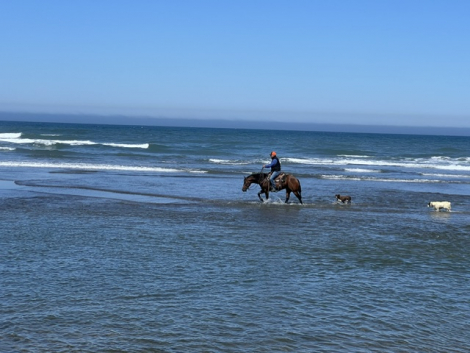 HorseID: 2310892 Smokin N DaBoys Room - PhotoID: 1095625