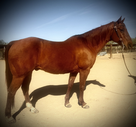 HorseID: 2310895 ALL AROUND Gentle Gelding - PhotoID: 1095611