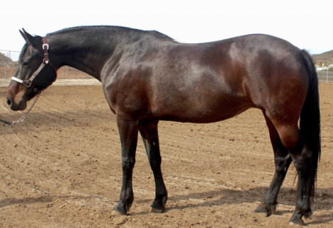 HorseID: 2310896 UlrichsOchocoBay - PhotoID: 1095612