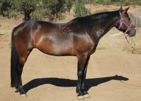 HorseID: 2310896 UlrichsOchocoBay - PhotoID: 1095613