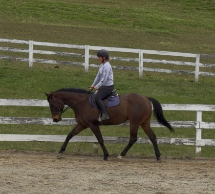 HorseID: 2310899 Pevs Tulsa Kid - PhotoID: 1095617