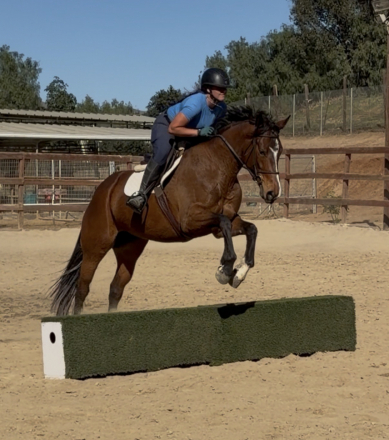 HorseID: 2310900 Serenity’s Feyre - PhotoID: 1095615