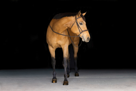 HorseID: 2310901 High Fashion Assets - PhotoID: 1095628