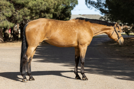 HorseID: 2310901 High Fashion Assets - PhotoID: 1095629