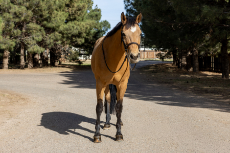 HorseID: 2310901 High Fashion Assets - PhotoID: 1095630