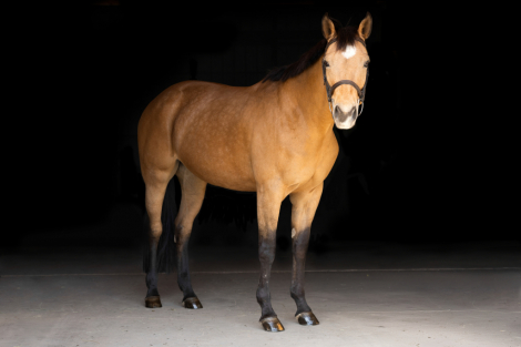 HorseID: 2310901 High Fashion Assets - PhotoID: 1095631