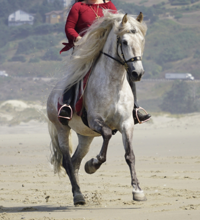 HorseID: 2310902 Florian CRS - PhotoID: 1095632