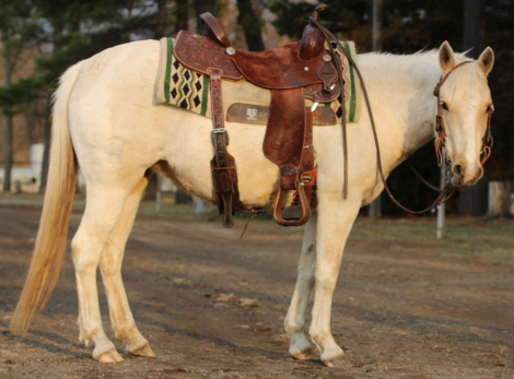 HorseID: 2310906 Pony - PhotoID: 1095634