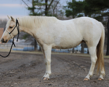 HorseID: 2310906 Pony - PhotoID: 1095635