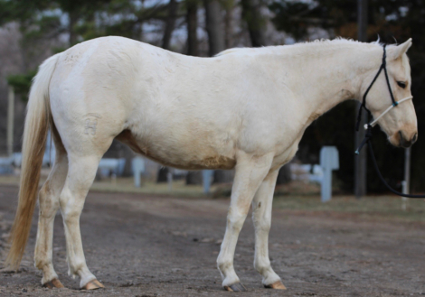 HorseID: 2310906 Pony - PhotoID: 1095636