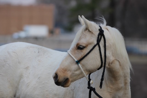 HorseID: 2310906 Pony - PhotoID: 1095637